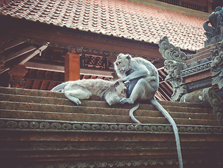 Image showing Monkeys on a temple roof in the Monkey Forest, Ubud, Bali, Indon