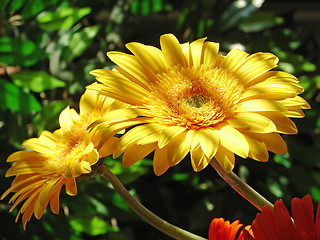 Image showing Yellow Gerber Flower