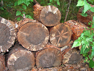 Image showing Logs for wood industry