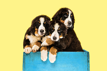 Image showing Studio shot of berner sennenhund puppies on yellow studio background