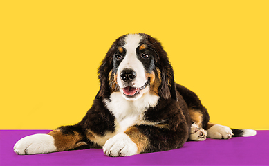 Image showing Studio shot of berner sennenhund puppy on yellow studio background