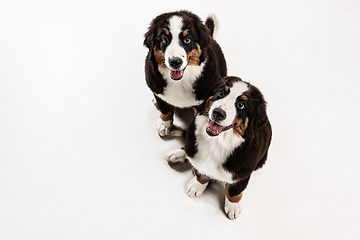 Image showing Studio shot of berner sennenhund puppies on white studio background