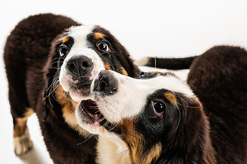 Image showing Studio shot of berner sennenhund puppies on white studio background