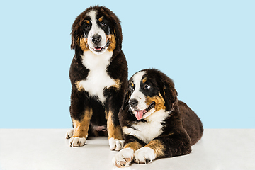 Image showing Studio shot of berner sennenhund puppies on blue studio background