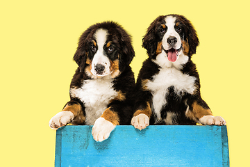 Image showing Studio shot of berner sennenhund puppies on yellow studio background