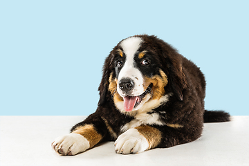 Image showing Studio shot of berner sennenhund puppy on blue studio background