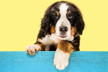 Image showing Studio shot of berner sennenhund puppy on yellow studio background