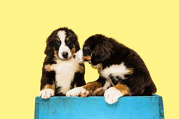 Image showing Studio shot of berner sennenhund puppies on yellow studio background