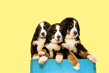 Image showing Studio shot of berner sennenhund puppies on yellow studio background