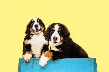 Image showing Studio shot of berner sennenhund puppies on yellow studio background