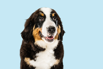 Image showing Studio shot of berner sennenhund puppy on blue studio background