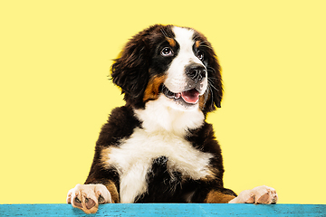 Image showing Studio shot of berner sennenhund puppy on yellow studio background