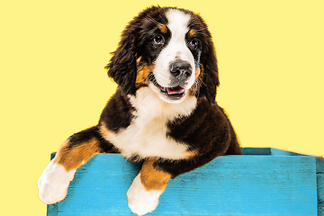 Image showing Studio shot of berner sennenhund puppy on yellow studio background