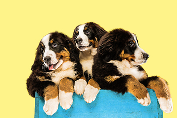 Image showing Studio shot of berner sennenhund puppies on yellow studio background