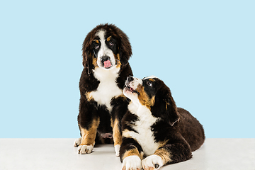 Image showing Studio shot of berner sennenhund puppies on blue studio background