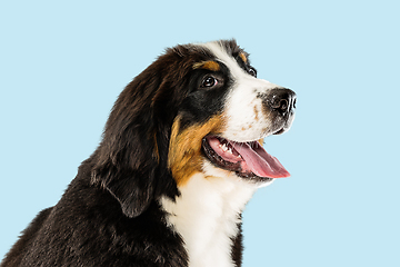 Image showing Studio shot of berner sennenhund puppy on blue studio background