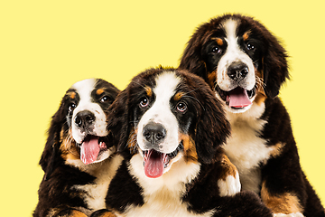 Image showing Studio shot of berner sennenhund puppies on yellow studio background