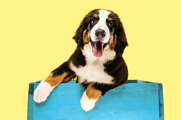 Image showing Studio shot of berner sennenhund puppy on yellow studio background