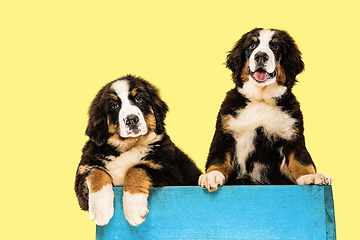 Image showing Studio shot of berner sennenhund puppies on yellow studio background