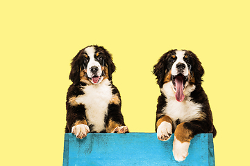 Image showing Studio shot of berner sennenhund puppies on yellow studio background