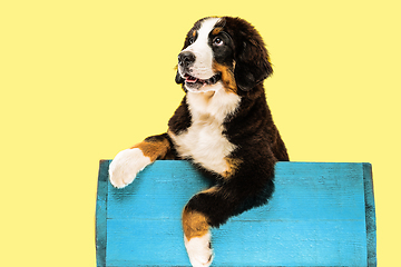 Image showing Studio shot of berner sennenhund puppy on yellow studio background