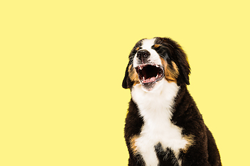 Image showing Studio shot of berner sennenhund puppy on yellow studio background