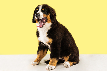 Image showing Studio shot of berner sennenhund puppy on yellow studio background