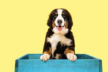 Image showing Studio shot of berner sennenhund puppy on yellow studio background