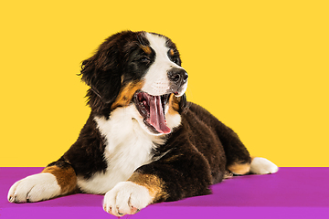 Image showing Studio shot of berner sennenhund puppy on yellow studio background