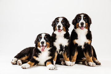 Image showing Studio shot of berner sennenhund puppies on white studio background