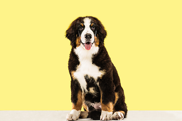 Image showing Studio shot of berner sennenhund puppy on yellow studio background