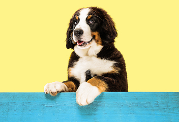 Image showing Studio shot of berner sennenhund puppy on yellow studio background