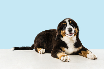 Image showing Studio shot of berner sennenhund puppy on blue studio background