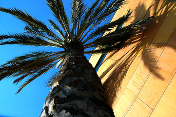 Image showing palm tree