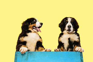 Image showing Studio shot of berner sennenhund puppies on yellow studio background