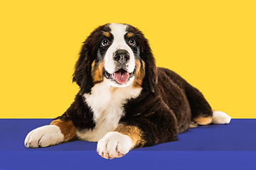 Image showing Studio shot of berner sennenhund puppy on yellow studio background
