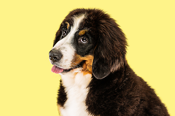 Image showing Studio shot of berner sennenhund puppy on yellow studio background