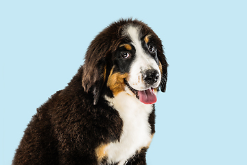 Image showing Studio shot of berner sennenhund puppy on blue studio background