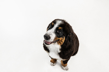 Image showing Studio shot of berner sennenhund puppy on white studio background