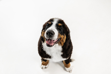 Image showing Studio shot of berner sennenhund puppy on white studio background