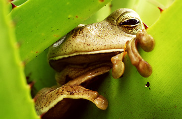 Image showing Tropical frog in green bromeliad