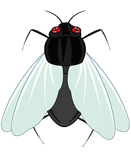 Image showing Insect fly on white background is insulated