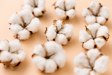 Image showing cotton flowers on beige background