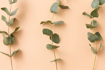 Image showing eucalyptus cinerea branches on beige background