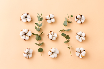 Image showing cotton flowers and eucalyptus on beige background