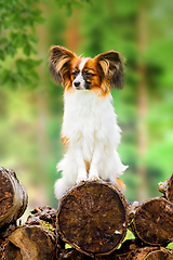 Image showing Portrait of a beautiful papillon purebreed dog