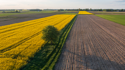 Image showing Yellow rape field with tree and bushes