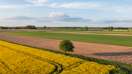 Image showing Yellow rape field with tree and bushes