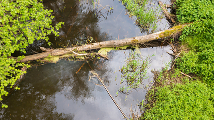 Image showing Forest river with dead tree log lying over