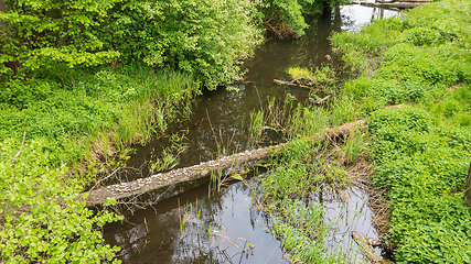 Image showing Forest river with dead tree log lying over